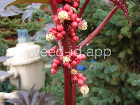 castorbean